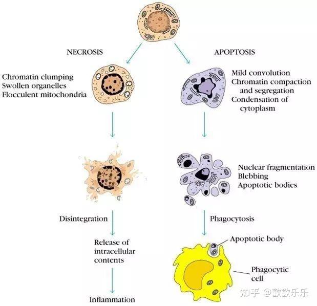如何区分细胞凋亡与坏死