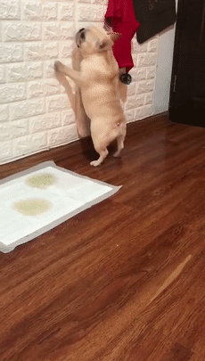 突如其来的骚,闪了我的腰!斗牛犬谁都不服就扶墙?