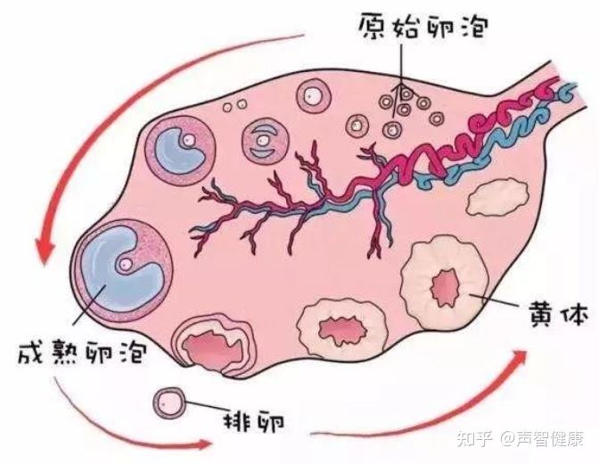 在卵泡发育成熟以后会排卵,排出卵冠丘复合体,部分颗粒细胞及卵泡液