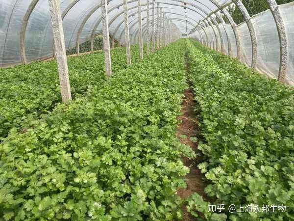 大棚重茬栽培香菜发生根腐病,田间冲施邦一季重茬根腐,治疗烂根软腐病