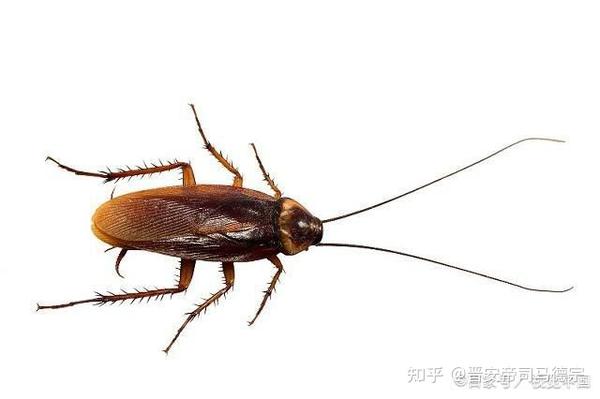 李创发盘点家中最常见的十种昆虫