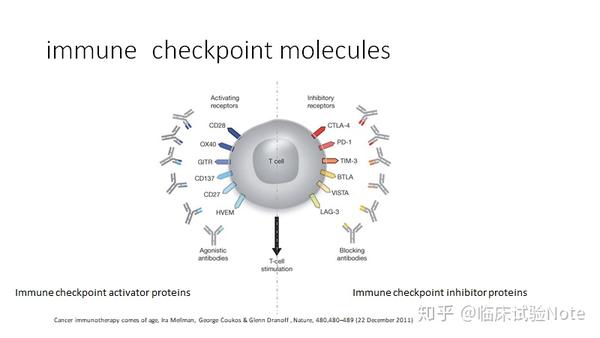 what is pd-1, pd-l1/pd-l2 ? coexist—t cells and tumor cells ?