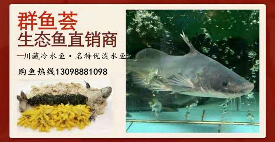 江团是团鱼吗