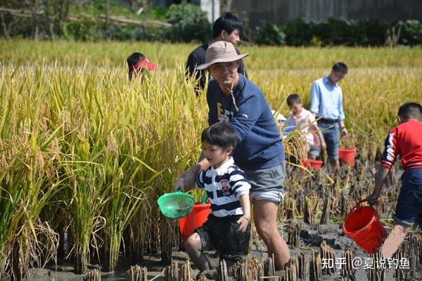 鱼习性童年的乐趣稻田里摸鱼