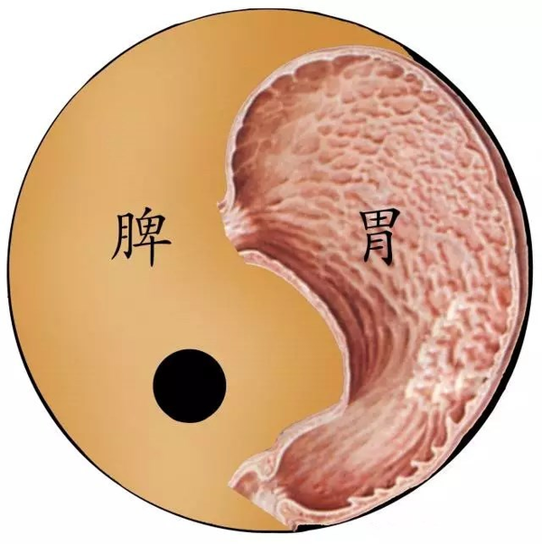 为何五脏六腑没有胰腺?原来它和中医之"脾"是一体