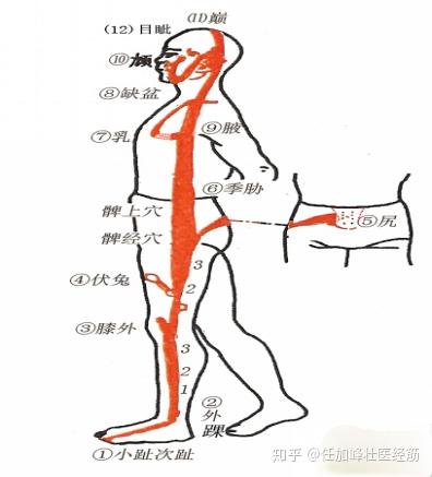 足少阳经筋循行路线:足小趾次趾→膝→髀→季胁→腋前→缺盆→耳