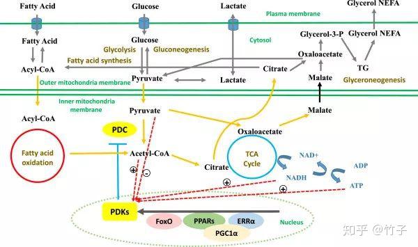 线粒体代谢灵活性的核心