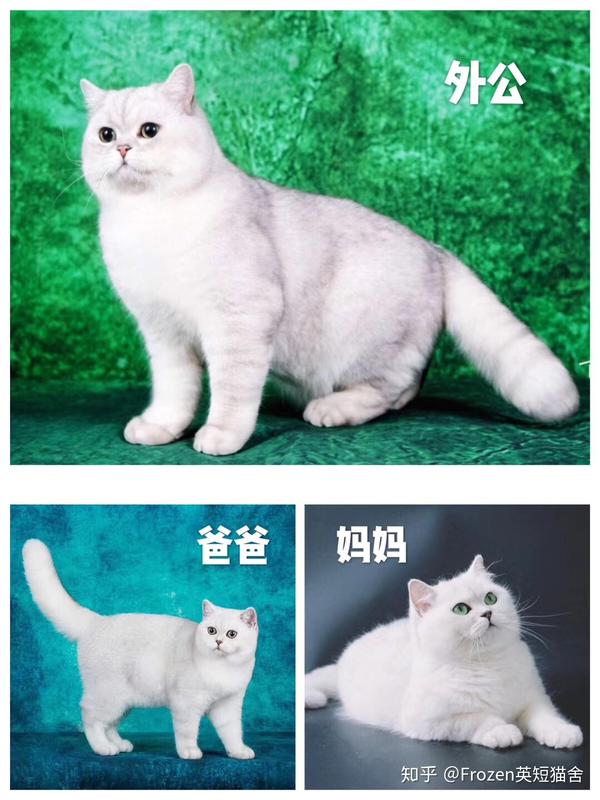 白英短和金渐层生什么小猫?