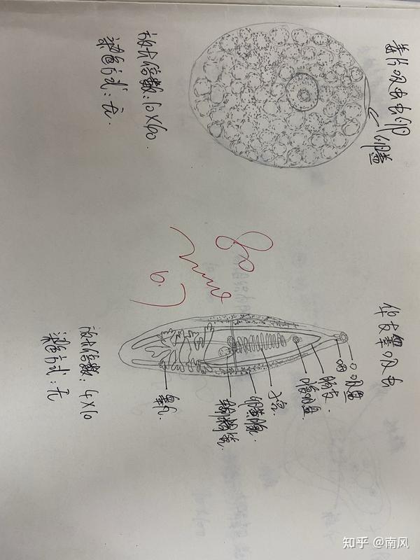 医学寄生虫绘图