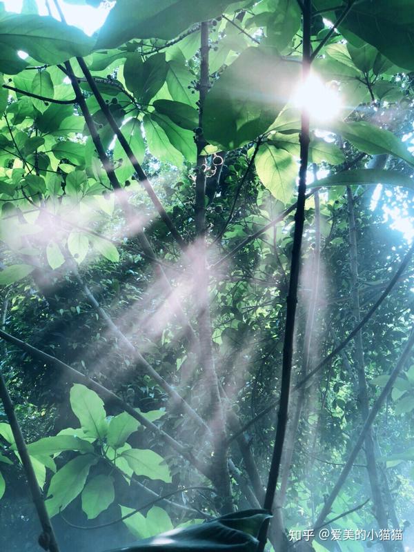 厦门的植物园 热带雨林的阳光洒下来 让我觉得很惊艳