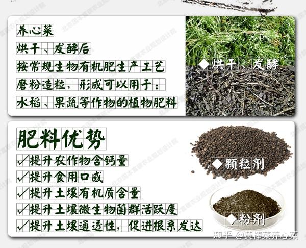 富碳高钙养心菜——变身植物肥料,回馈土壤恩养