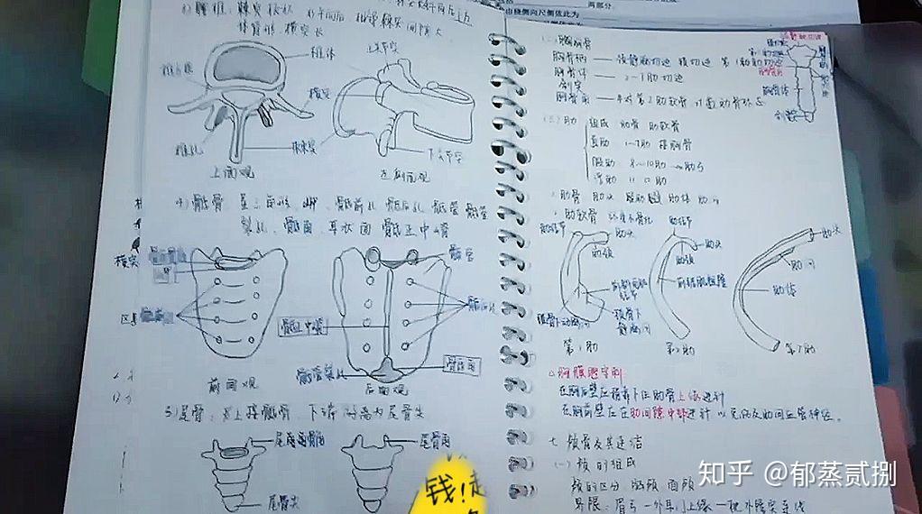 医学生的解剖课笔记