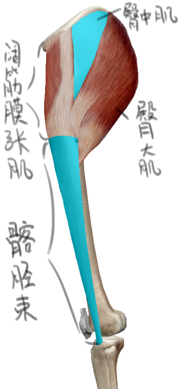 虽然臀部肌肉与三角肌类似,但名称可不一样,其中包括阔筋膜张肌 髂胫