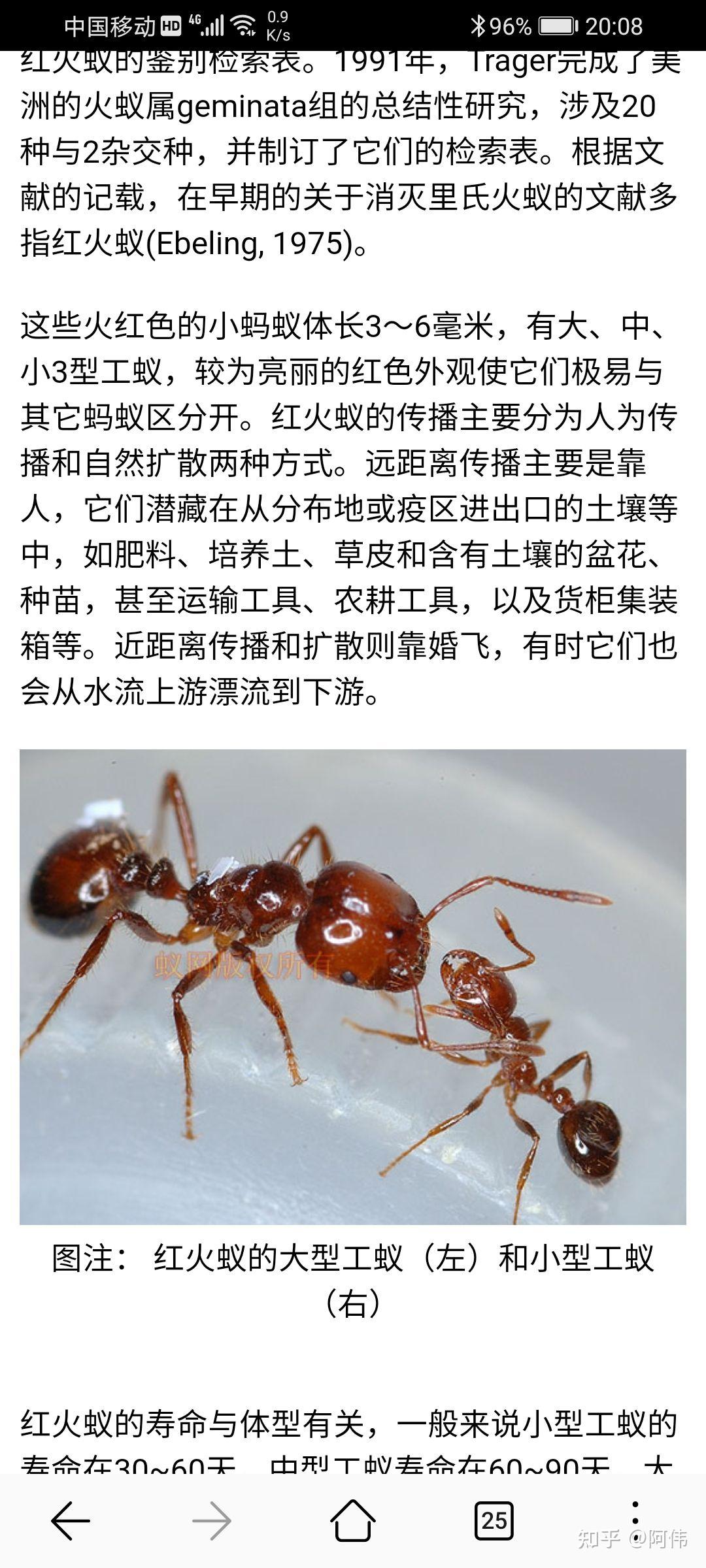 这个蚂蚁是红火蚁吗?