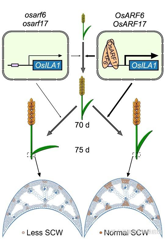 上海交通大学在plantcell发表研究论文揭示了生长素在调控水稻旗叶