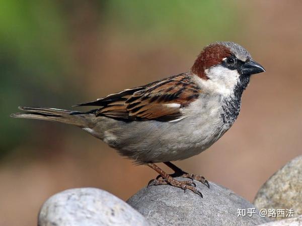 麻雀属鸟类特点摘录整理