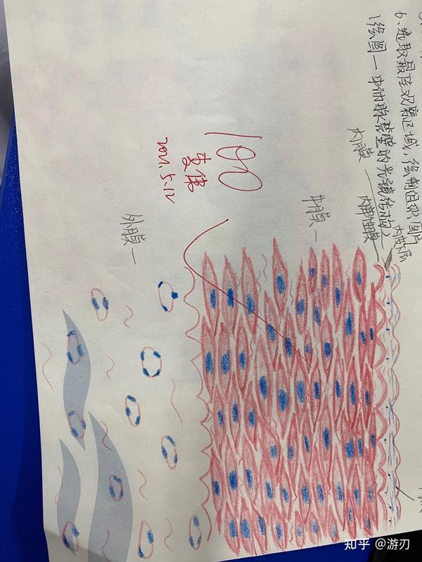 医学生组胚红蓝铅笔绘图集