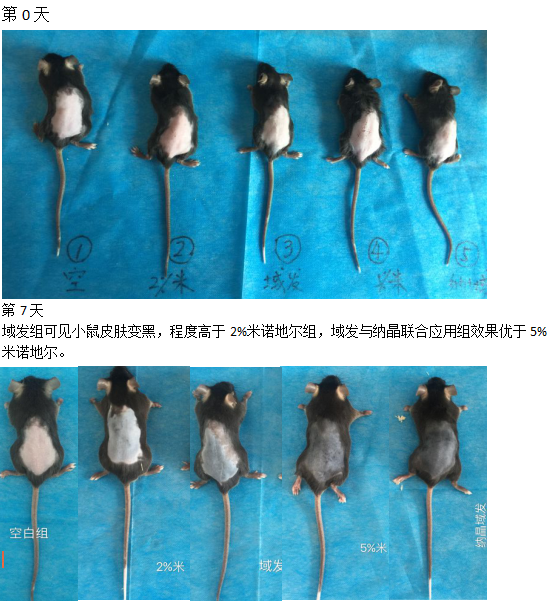 域发对c57bl/6小鼠毛发生长影响实验