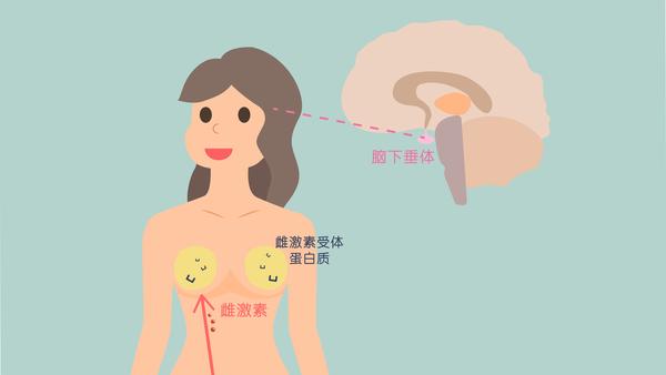 【再生美胸知识讲堂】第八讲:青春期和怀孕期是女性乳房成长增大的