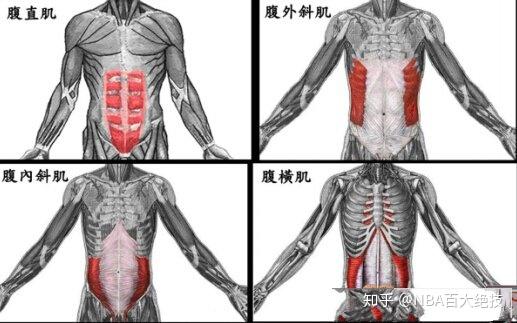 腹肌结构可以简单分为: 腹外斜肌,腹内斜肌,腹横肌和腹直肌