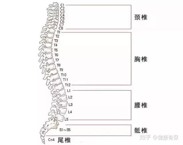 脊椎不好,惹来几十种病!这些不适暗示它出问题了!