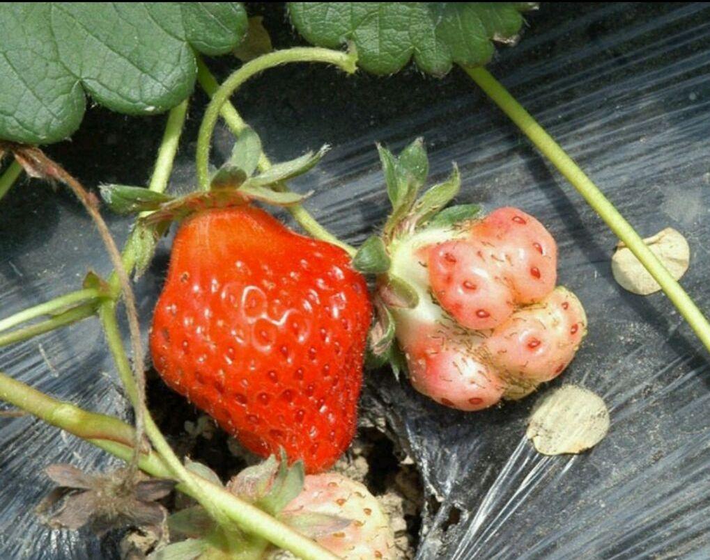 草莓出现畸形果的原因你知道吗?进来看看吧