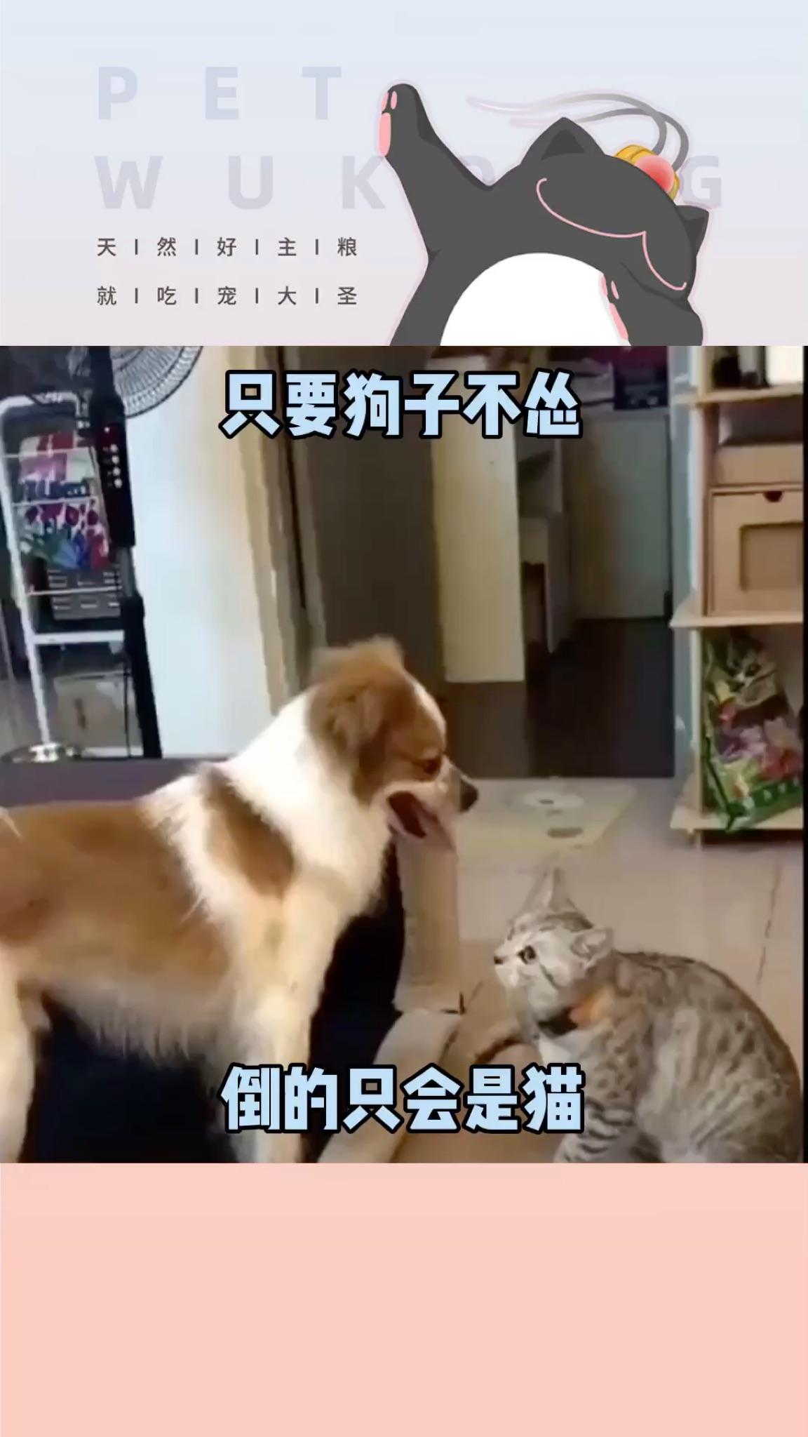 猫蹬腿,猫打狗