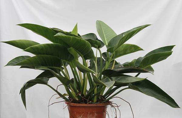 喜林芋属(philodendron)植物,别名金钻,喜树焦等,俗称"绿宝石",是