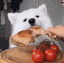 狗狗挑食的8大原因看看你家的属于哪一种