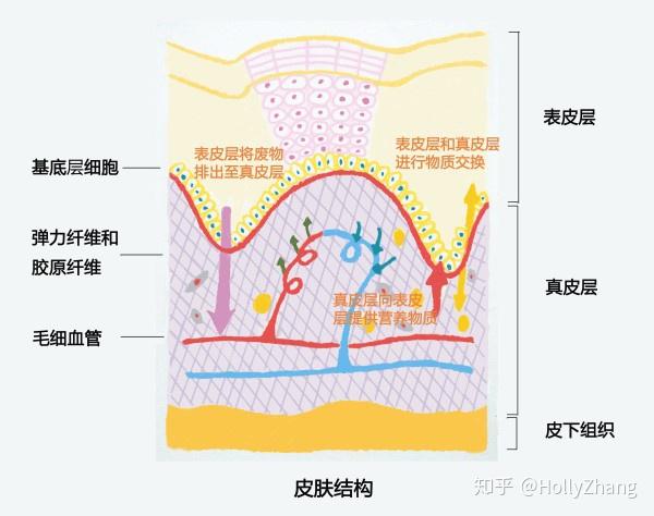 看完这篇文章,你会明白修复敏感肌红血丝为什么一定要修复毛细血管