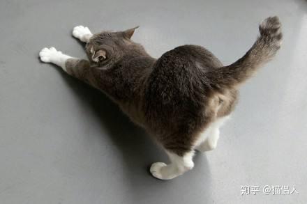 人类常常觉得猫咪的行为稀奇古怪,其实不过是了解得还不够罢了.