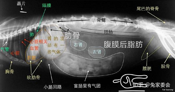 翻译健康兔子的胸部和腹部的x光图