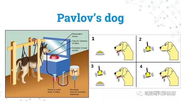 是通过实验室的观察来研究这个原理的,比如经典的"巴浦洛夫的狗"