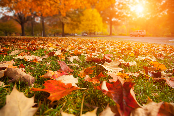 橙色代表了西方文化中的秋天,收获,温暖和可见度.