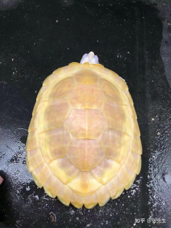 白化变异巴西龟的几个品种