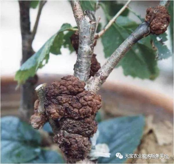 车厘子这些病害得提前防治!