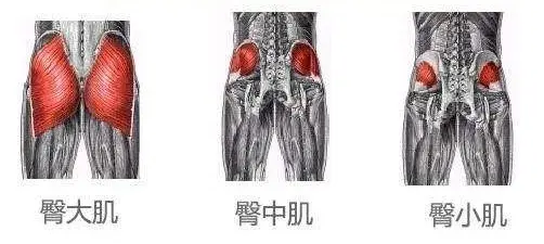 臀部肌肉结构