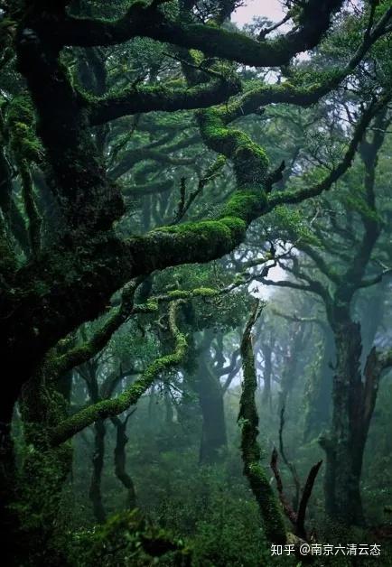 揭开"地球之肺"的神秘面纱——苍莽原始的热带雨林到底有多迷人