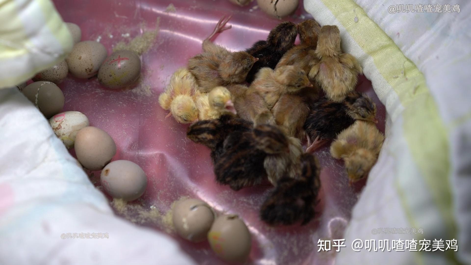 刚出生第一天的小鸡有多可爱?毛绒绒融化你的心
