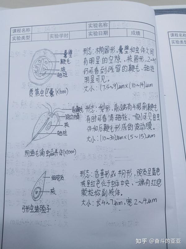 人体寄生虫实验报告