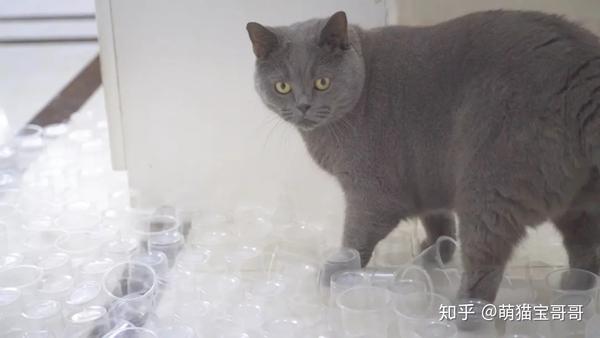 用1000个杯子堵住猫咪去路猫会怎么做