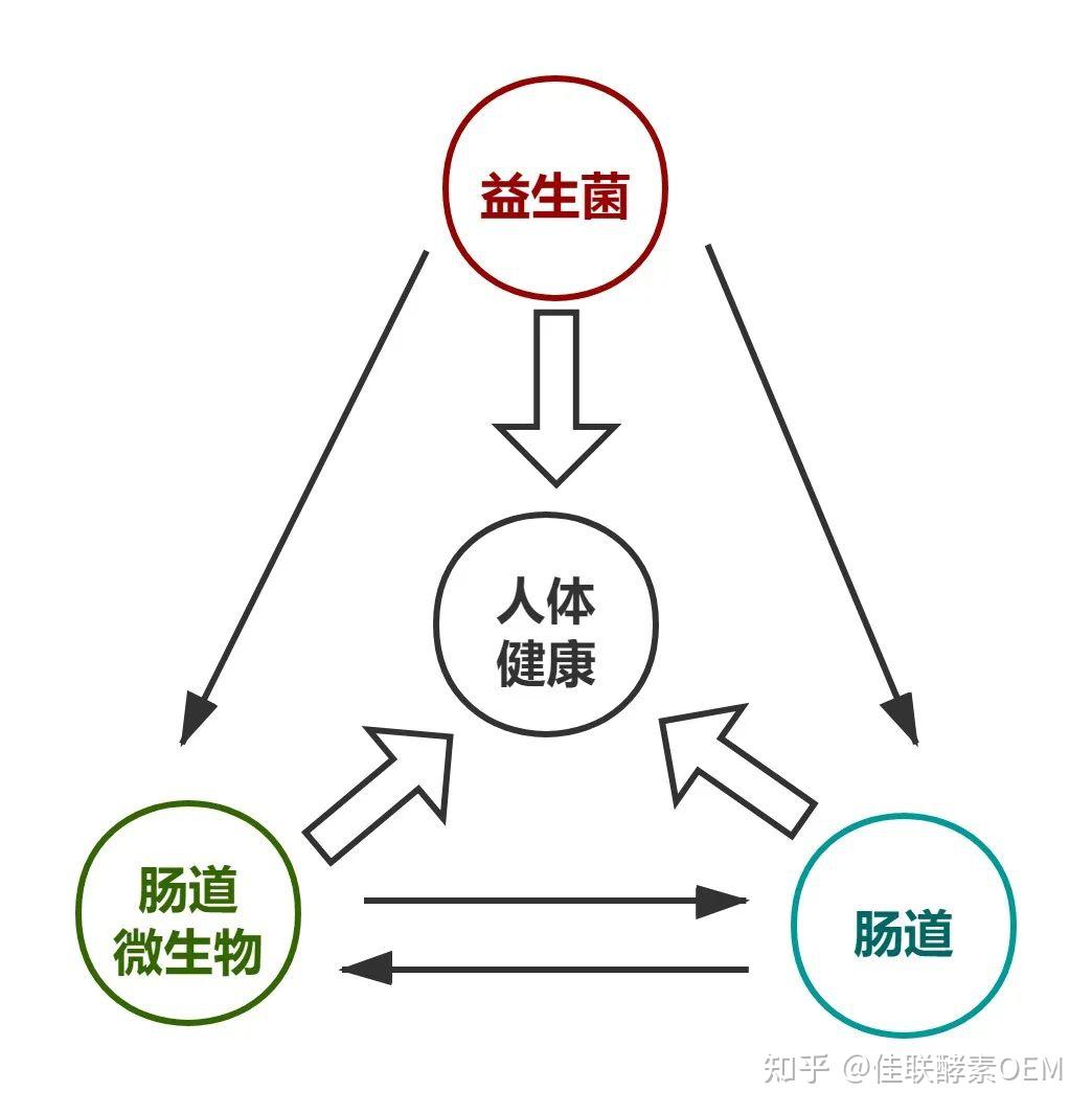 益生菌到底有没有用选对菌株更关键