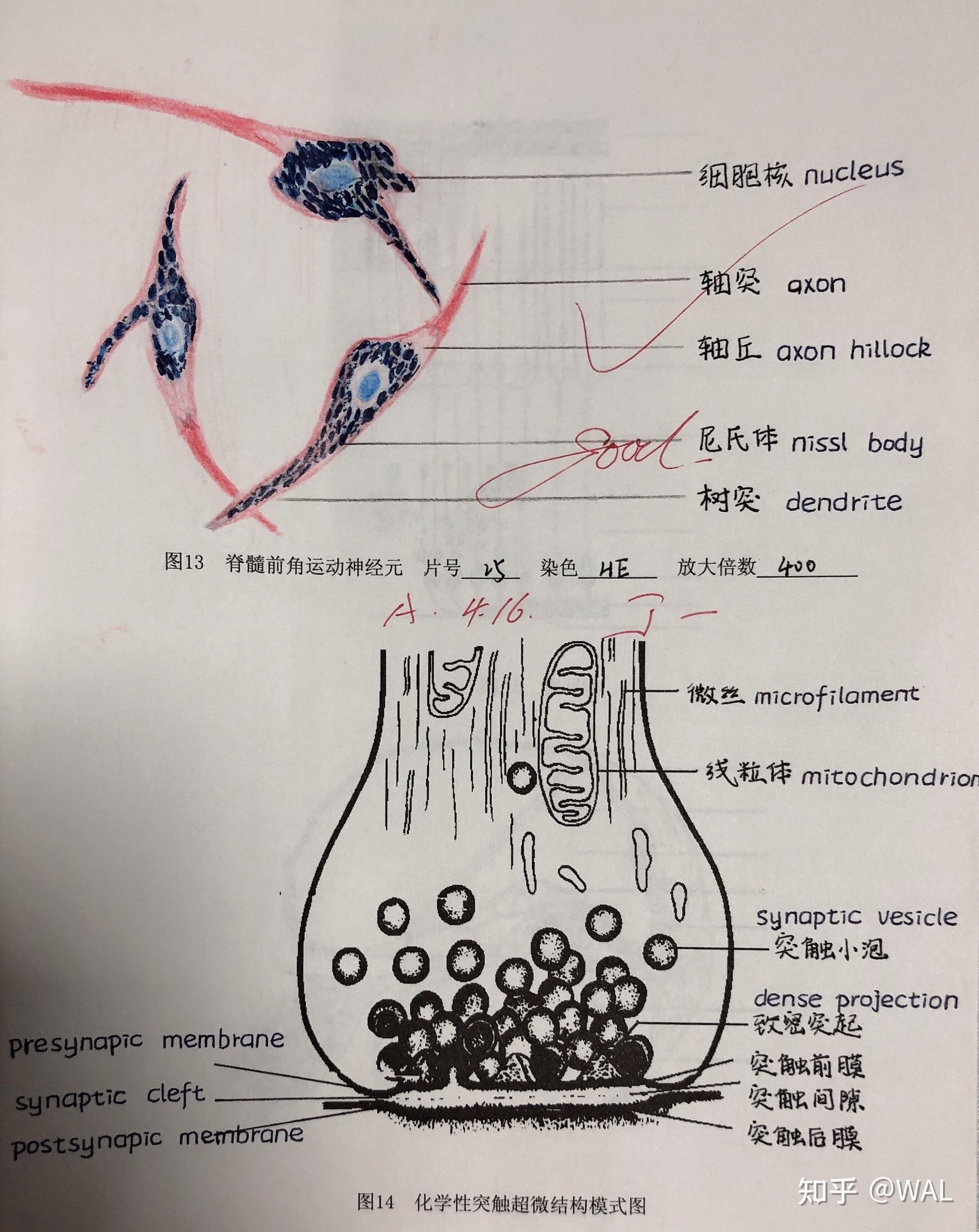 组胚红蓝铅笔手绘图