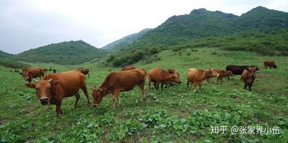 现在牛肉那么贵,回家养牛30万够吗,能不能做成功发家致富