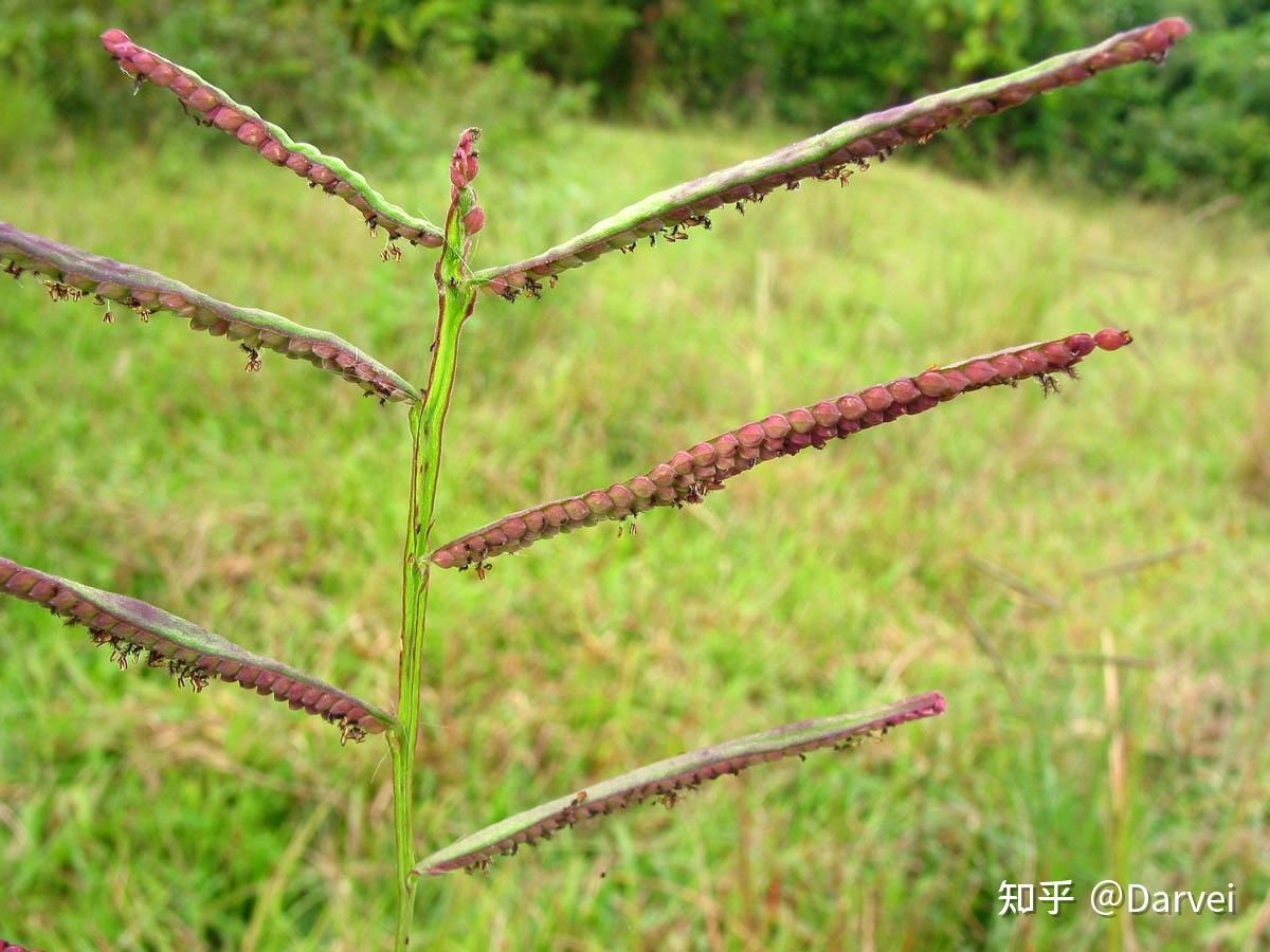 雀稗