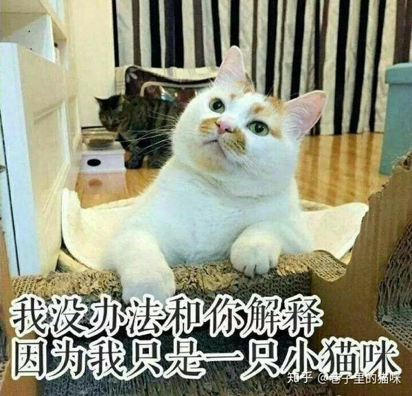 你有哪些关于猫狗的表情包?