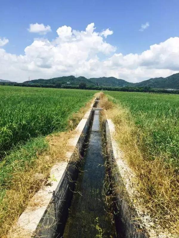 不像原来的泥水沟,改造后的水渠可以轻松灌溉两边稻田