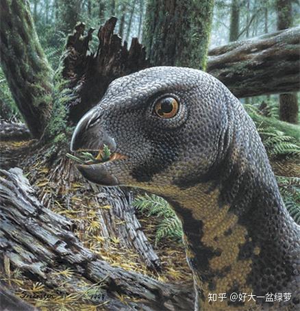 棱齿龙科(hypsilophodont)雷利诺龙属(leaellynasaura)