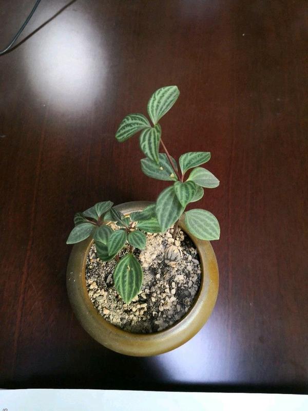 皱叶椒草