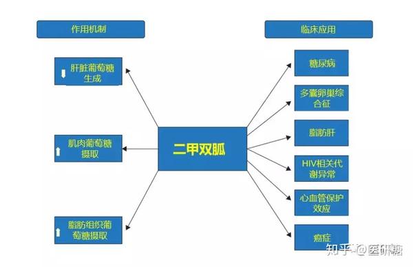 而且近年来,二甲双胍在预防和治疗癌症,延缓衰老等方面的作用也一直是